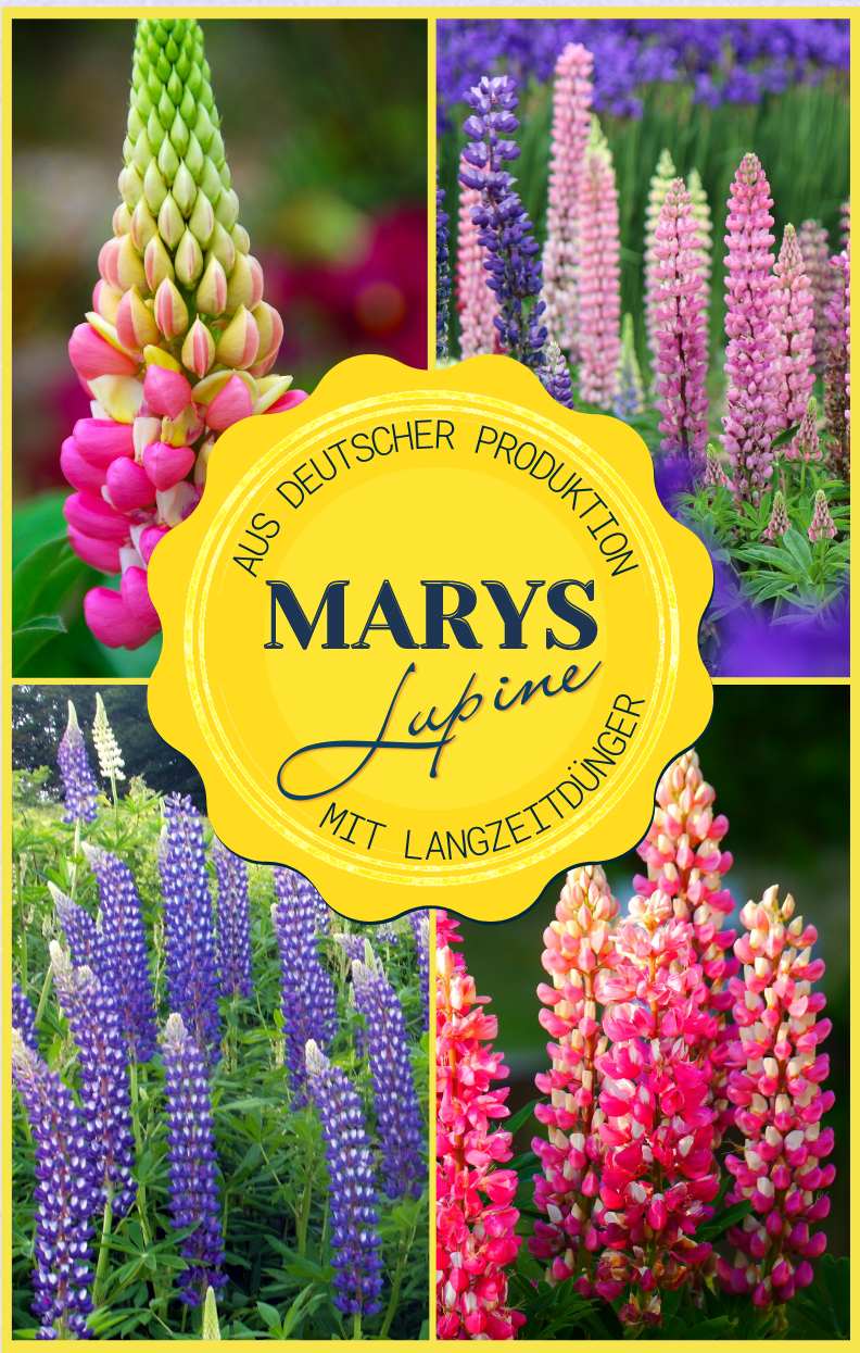 Marys Lupine